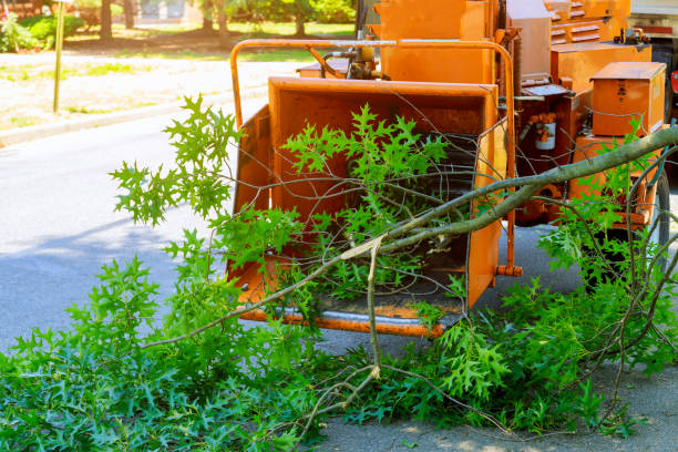 How Our Tree Care Process Works  in  East Valley, NV